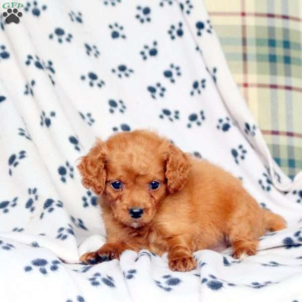 Fletcher, Mini Goldendoodle Puppy