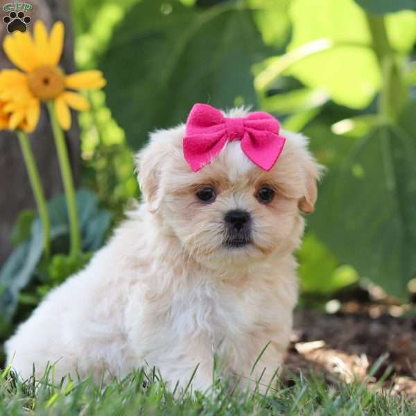 Flicka, Shih Tzu Puppy