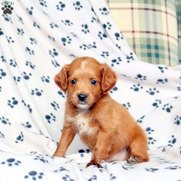 Flip, Mini Goldendoodle Puppy