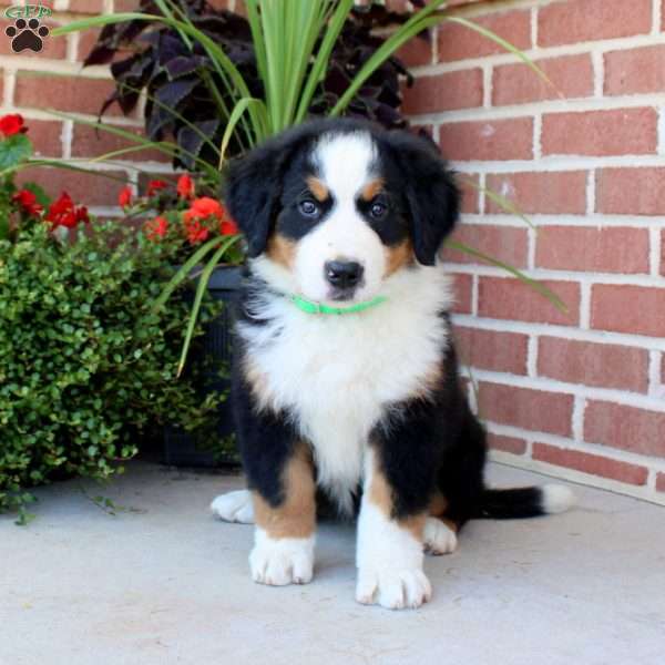 Flora, Bernese Mountain Dog Puppy