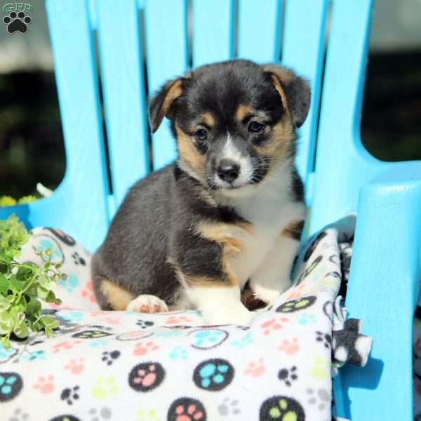 Flora, Pembroke Welsh Corgi Puppy