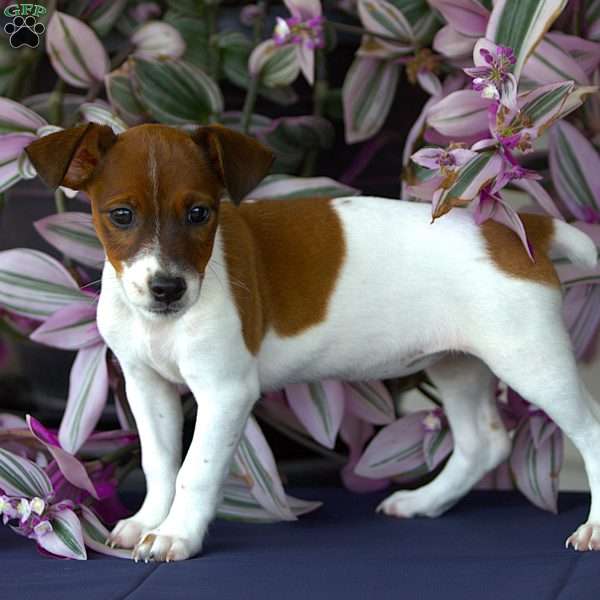 Flora, Jack Russell Terrier Puppy