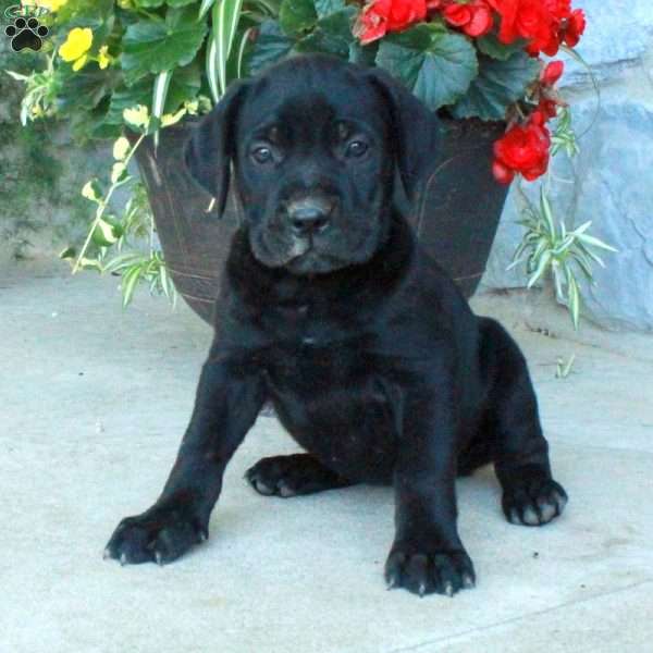 Florence, Cane Corso Puppy