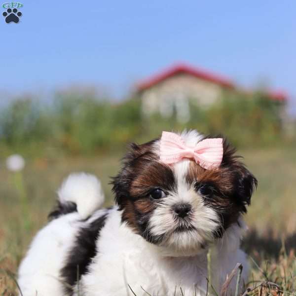 Floise, Shih Tzu Puppy