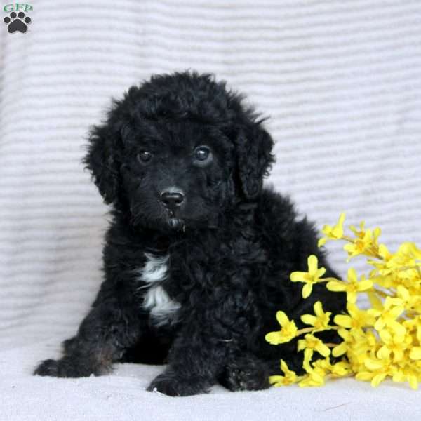 Flynn, Mini Aussiedoodle Puppy