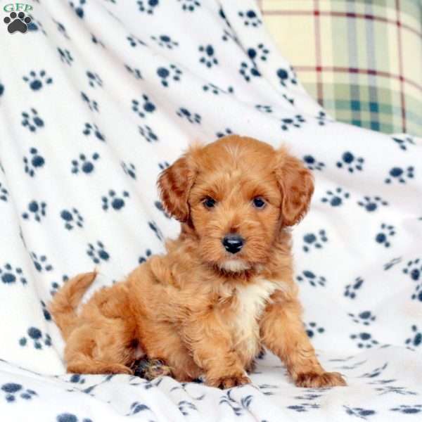 Flynn, Mini Goldendoodle Puppy