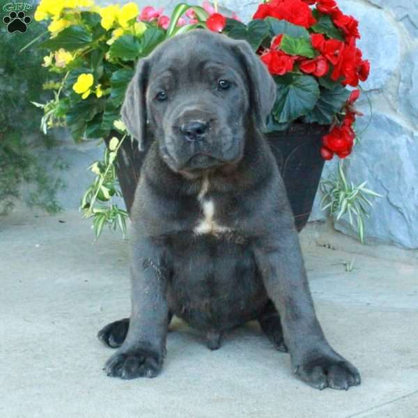 Flynn, Cane Corso Puppy