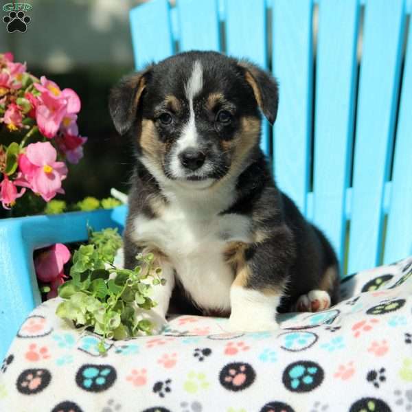 Ford, Pembroke Welsh Corgi Puppy