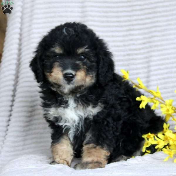 Ford, Mini Aussiedoodle Puppy