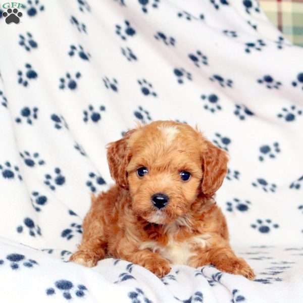 Foster, Mini Goldendoodle Puppy