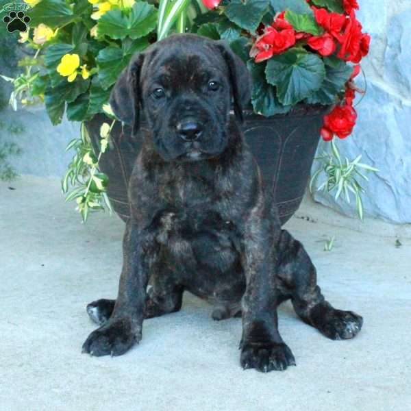 Foster, Cane Corso Puppy