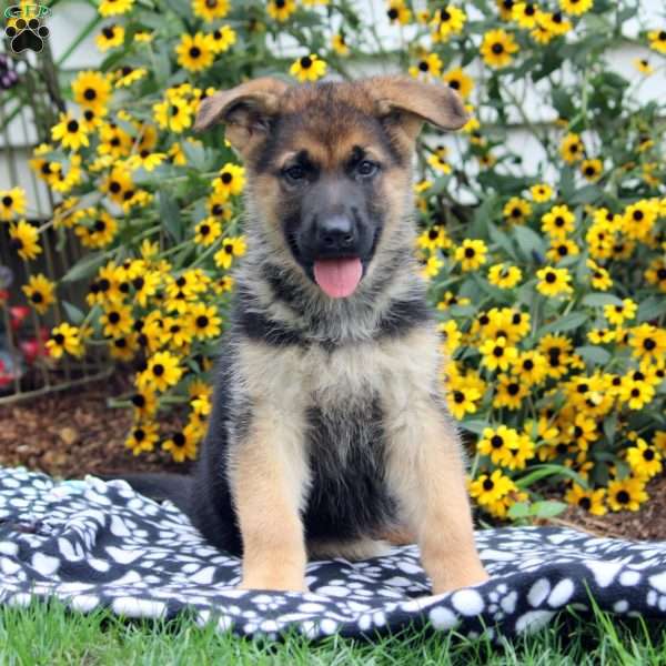 Frank, German Shepherd Puppy