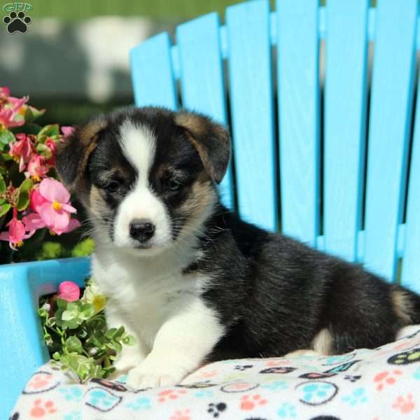 Frank, Pembroke Welsh Corgi Puppy