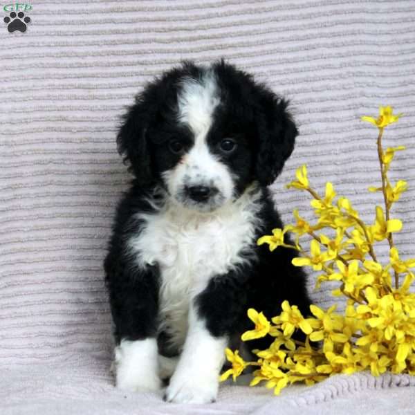 Frank, Mini Aussiedoodle Puppy