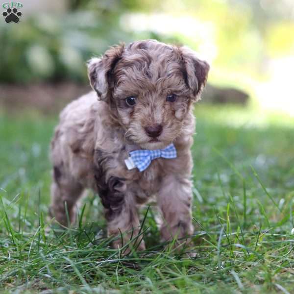 Frankie, Toy Poodle Puppy