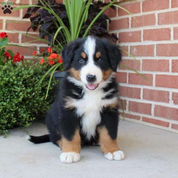 Frankie, Bernese Mountain Dog Puppy