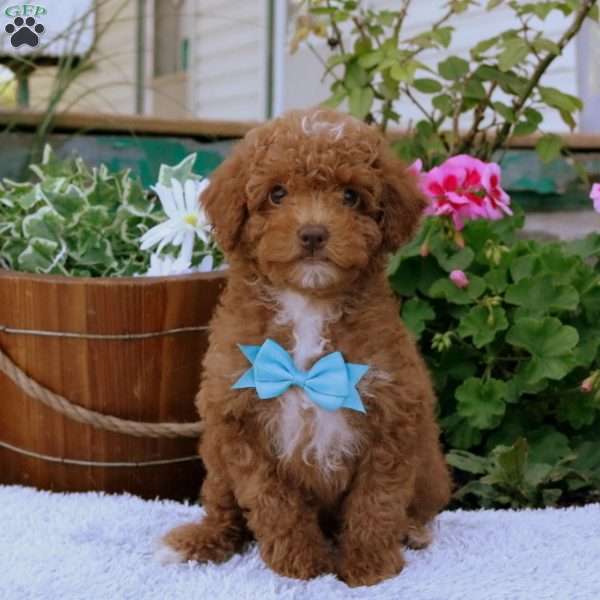 Franklin, Toy Poodle Puppy