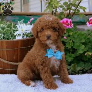 Franklin, Toy Poodle Puppy