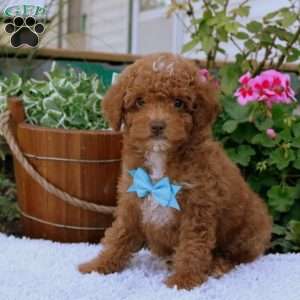 Franklin, Toy Poodle Puppy