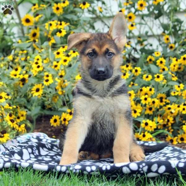 Fred, German Shepherd Puppy