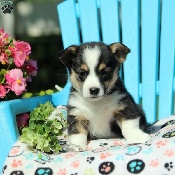 Frida, Pembroke Welsh Corgi Puppy