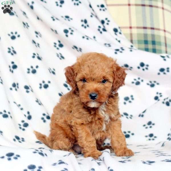 Frida, Mini Goldendoodle Puppy