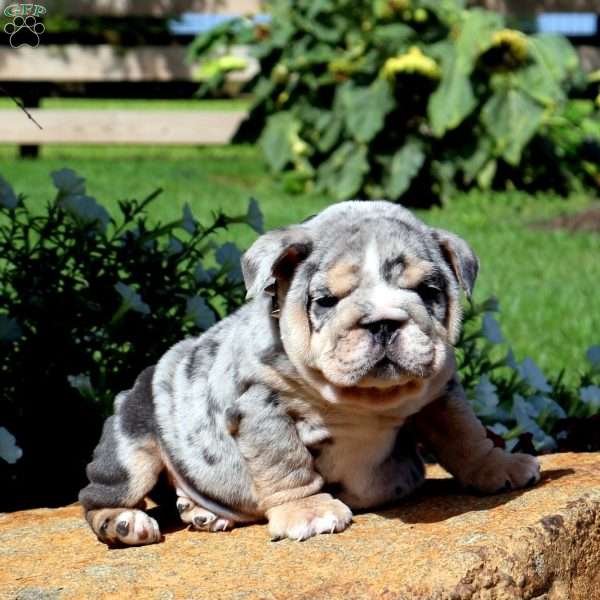 Frodo, English Bulldog Puppy