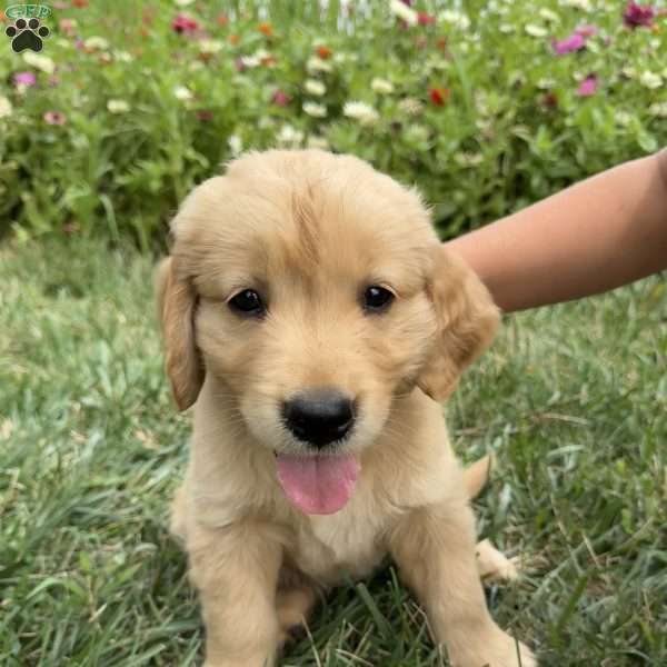 Oakley, Golden Retriever Puppy