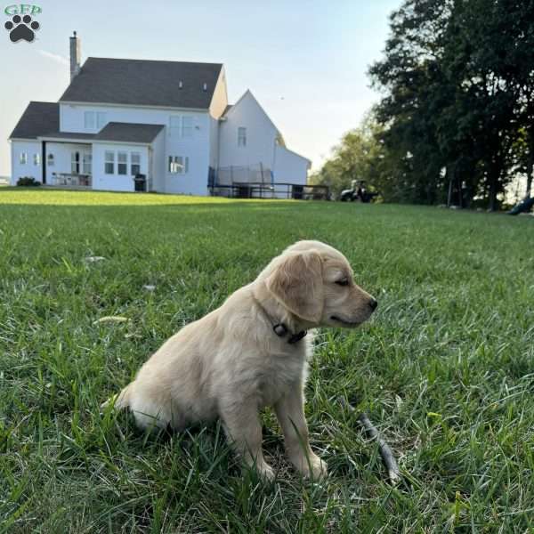 Ester, Golden Retriever Puppy