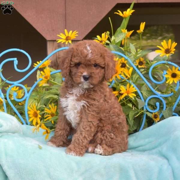 Fuzz, Cavapoo Puppy