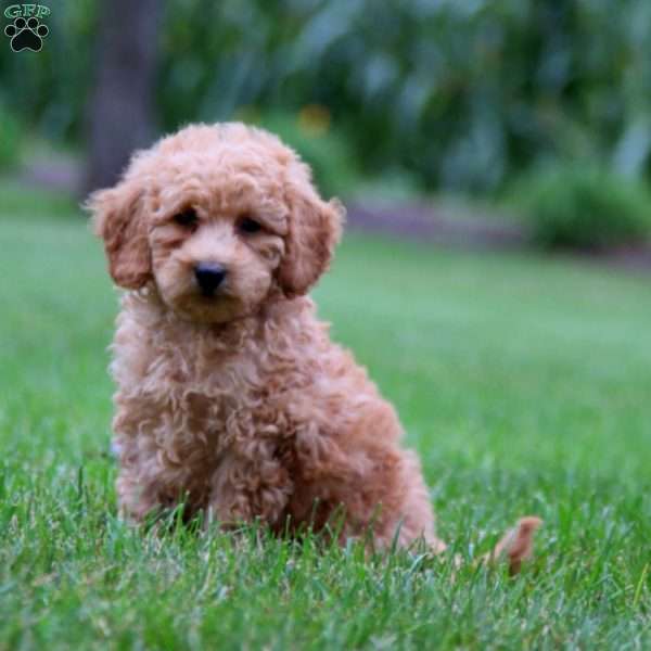 Gabe, Mini Goldendoodle Puppy