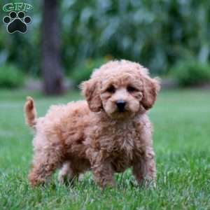 Gabe, Mini Goldendoodle Puppy