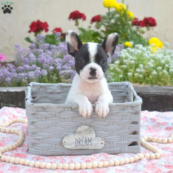 Gadget, Frenchton Puppy