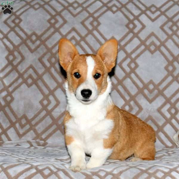 Gadget, Pembroke Welsh Corgi Puppy