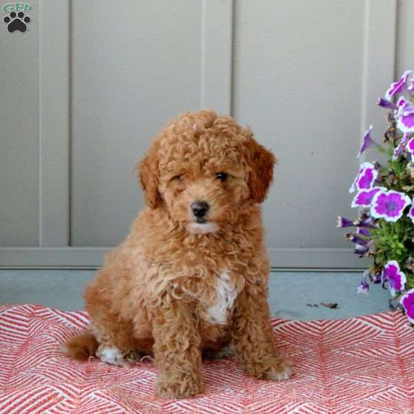 Gage, Toy Poodle Puppy