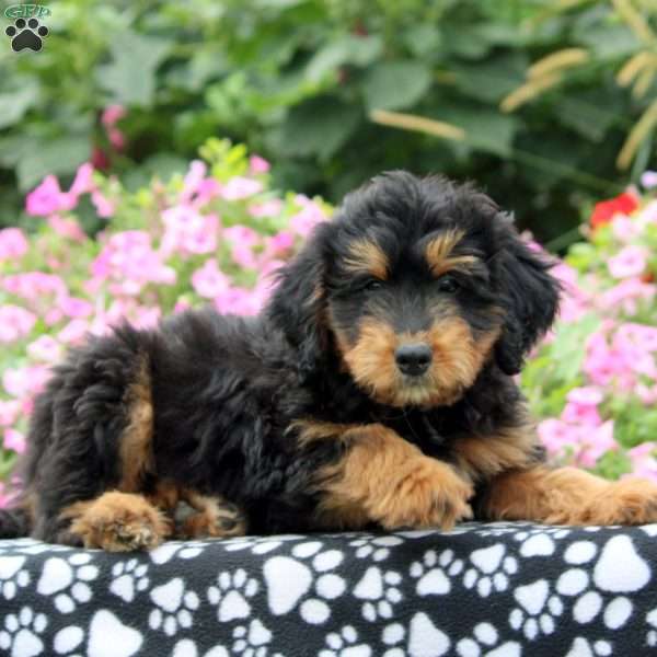 Gage, Mini Aussiedoodle Puppy