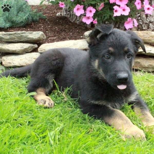 Gale, German Shepherd Puppy