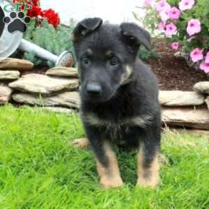 Gale, German Shepherd Puppy