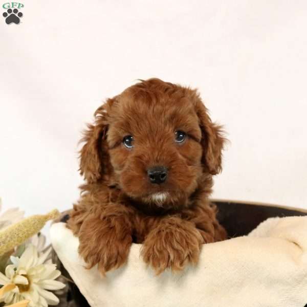 Garret, Cavapoo Puppy