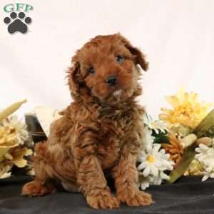 Garret, Cavapoo Puppy