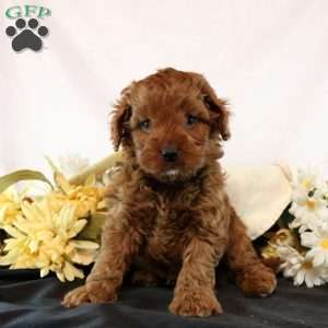 Garret, Cavapoo Puppy