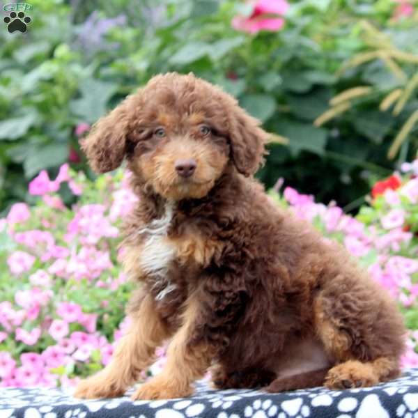 Garrett, Mini Aussiedoodle Puppy