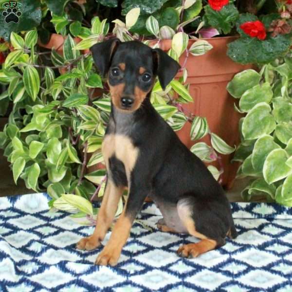 Garrett, Miniature Pinscher Puppy