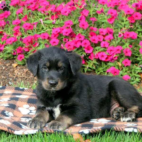 Gator, Alaskan Malamute Mix Puppy