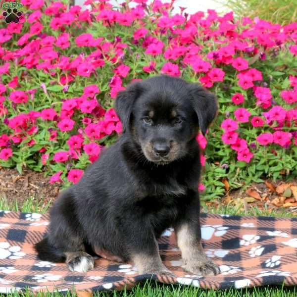 Gatsby, Alaskan Malamute Mix Puppy