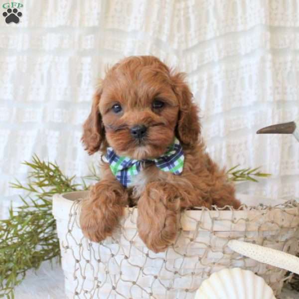 Gavin, Cavapoo Puppy