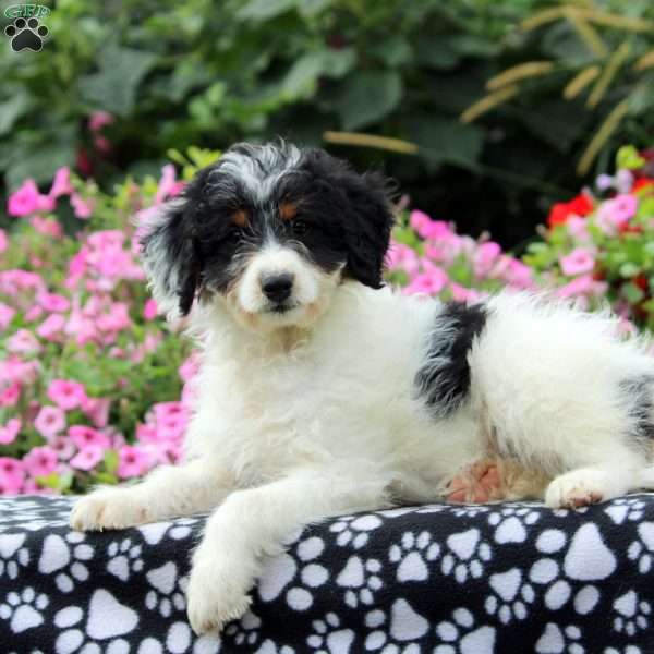 Gavin, Mini Aussiedoodle Puppy