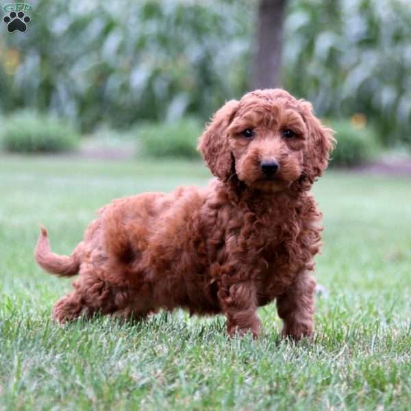 Gavin, Mini Goldendoodle Puppy