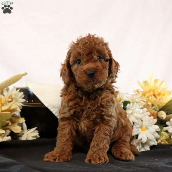 Gavin, Cavapoo Puppy