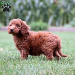 Gavin, Mini Goldendoodle Puppy